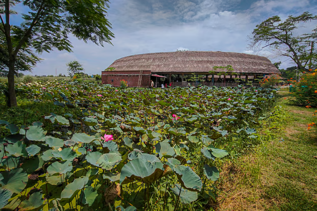 পুকুরজুড়ে পদ্মফুলের হাসি