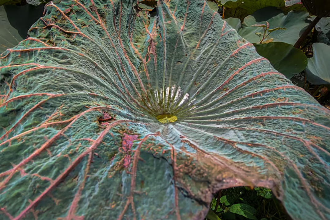 পুকুরজুড়ে পদ্মফুলের হাসি