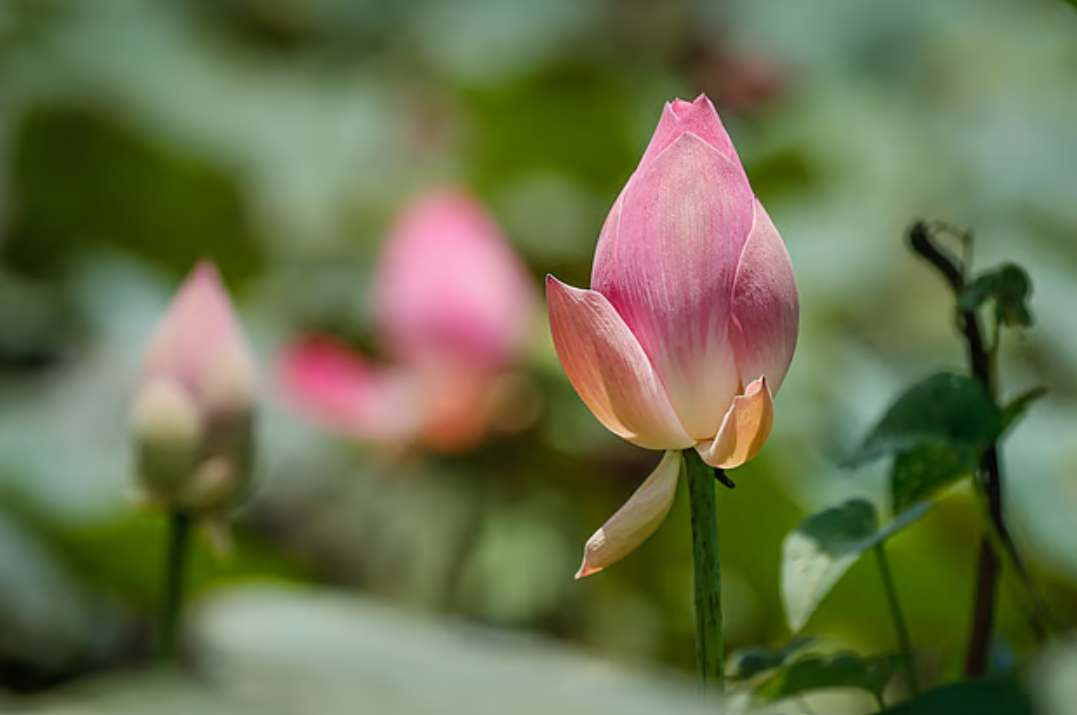 পুকুরজুড়ে পদ্মফুলের হাসি