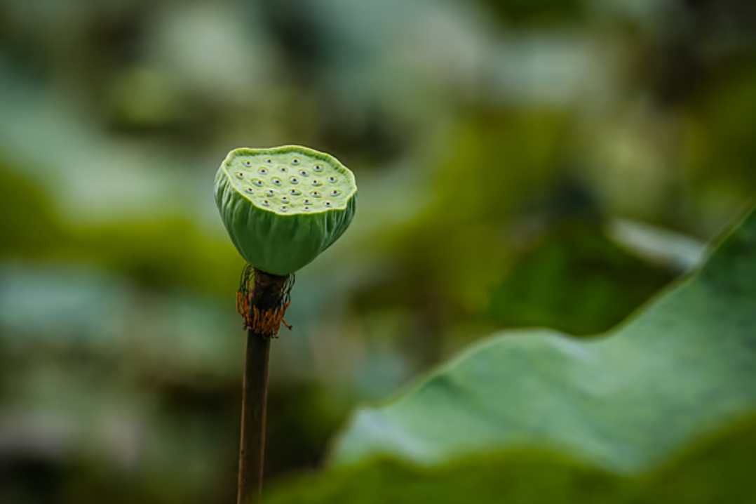 পুকুরজুড়ে পদ্মফুলের হাসি