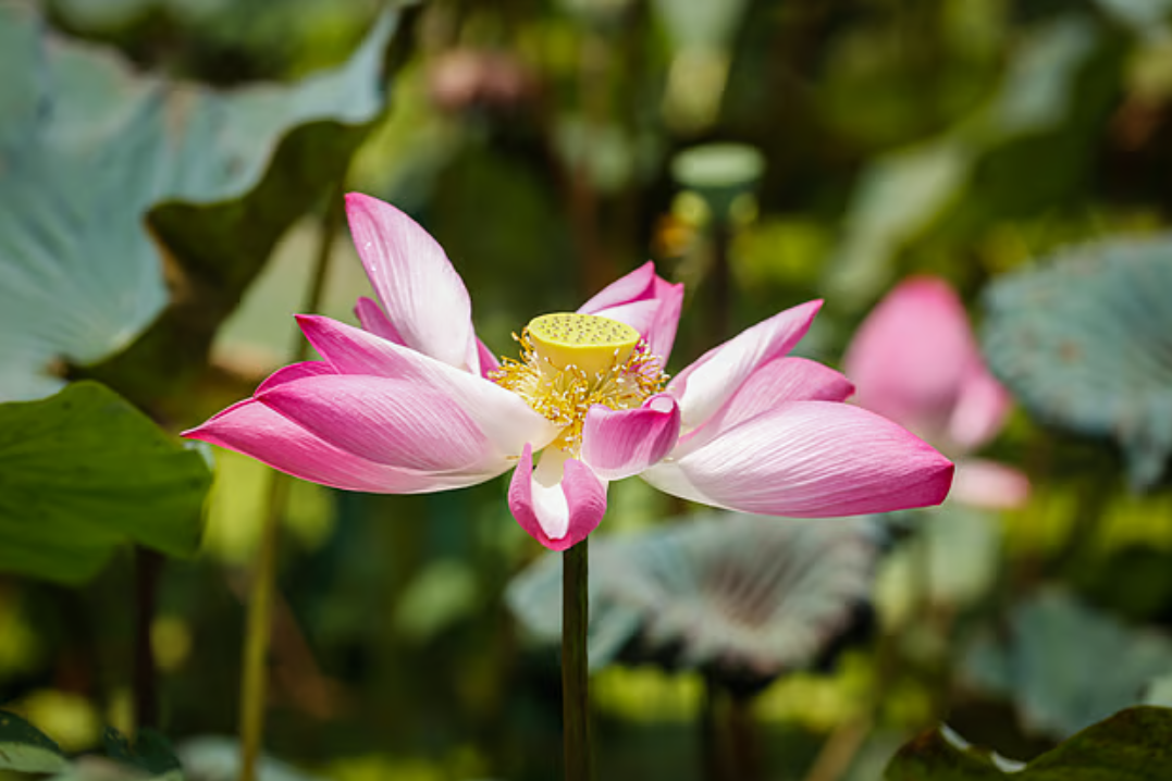 পুকুরজুড়ে পদ্মফুলের হাসি