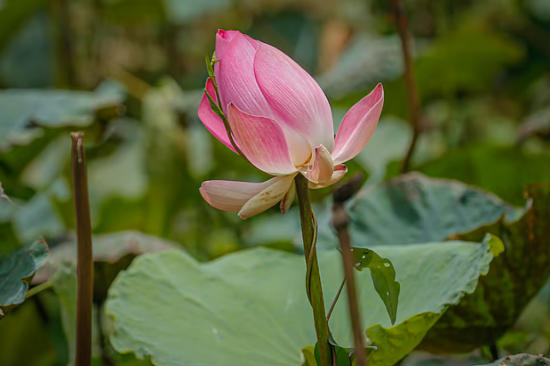 পুকুরজুড়ে পদ্মফুলের হাসি
