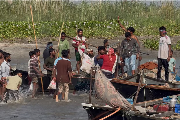 পদ্মায় মা ইলিশ রক্ষার অভিযানে জেলেদের হামলা, আটক ৪১